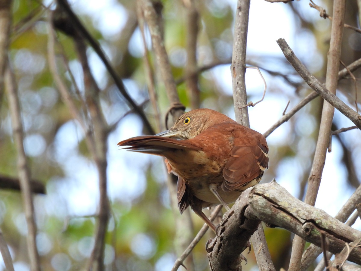Cuitlacoche Rojizo - ML644239566