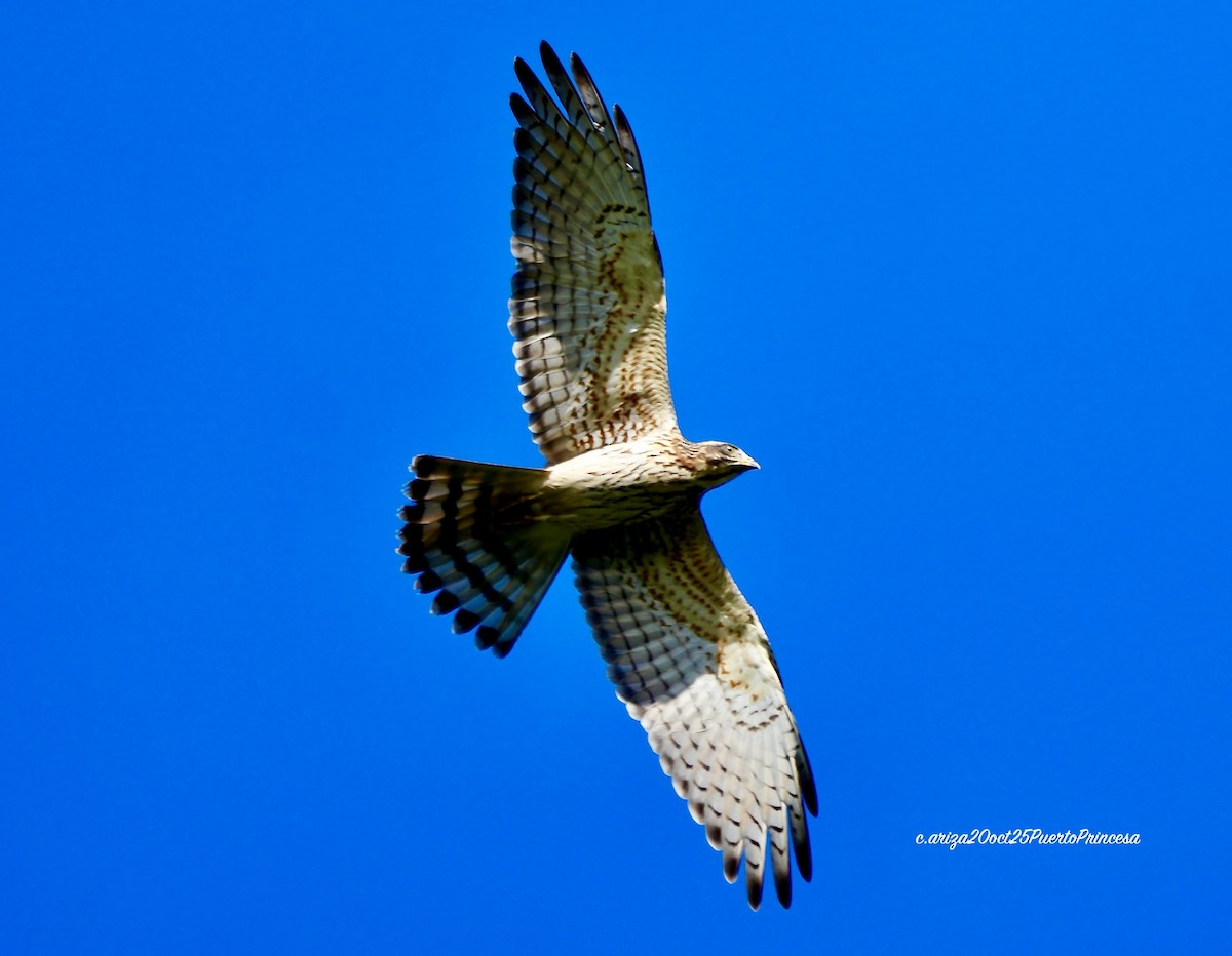 Ястребиный сарыч - ML644239567