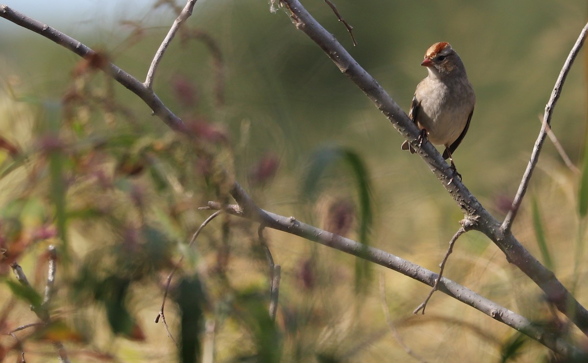 White-crowned Sparrow (Dark-lored) - ML644239579