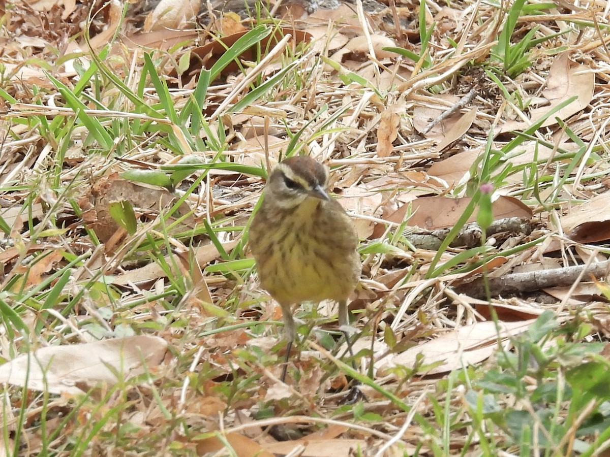 Palm Warbler - ML644239582
