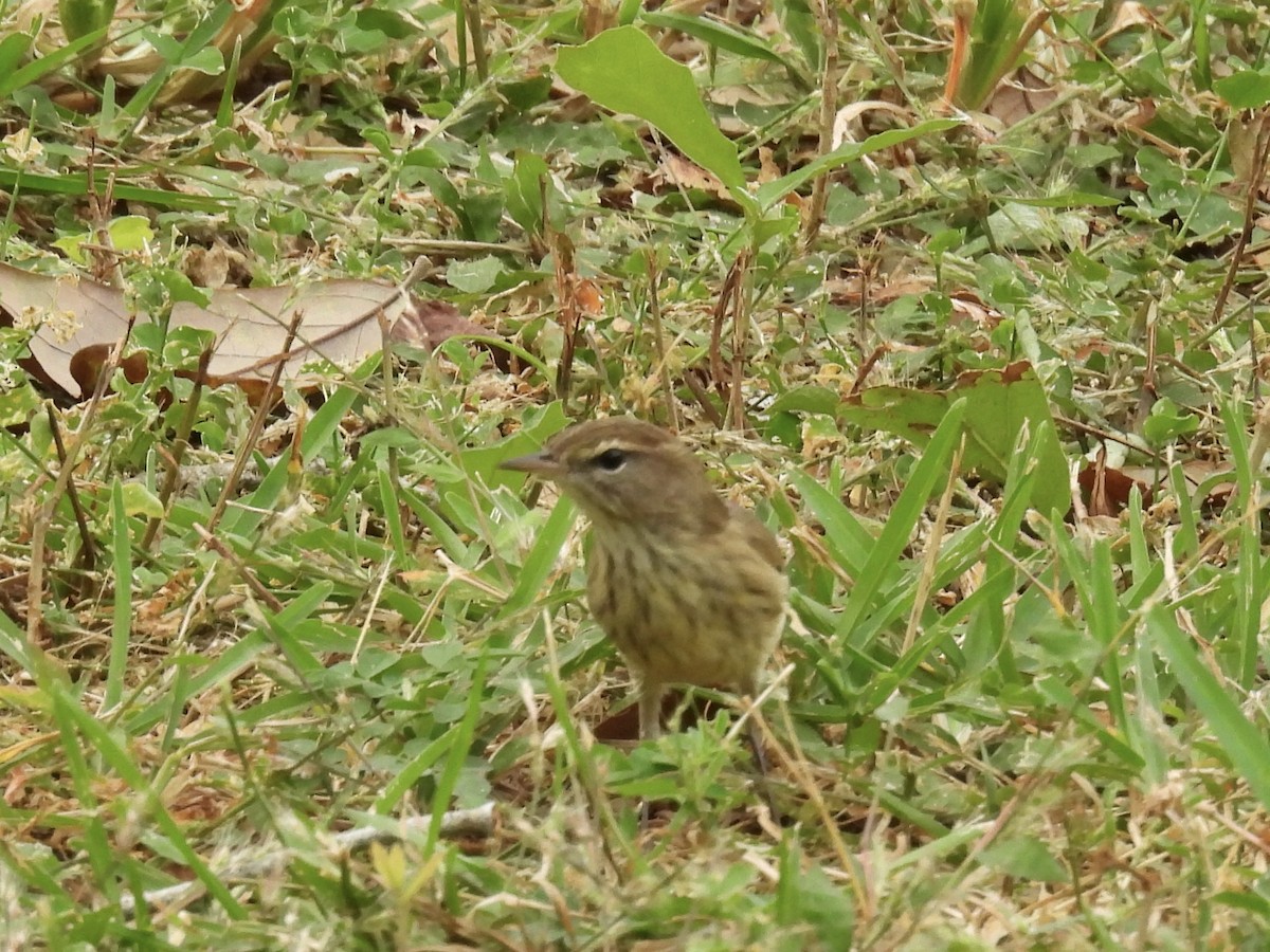 Palm Warbler - ML644239583