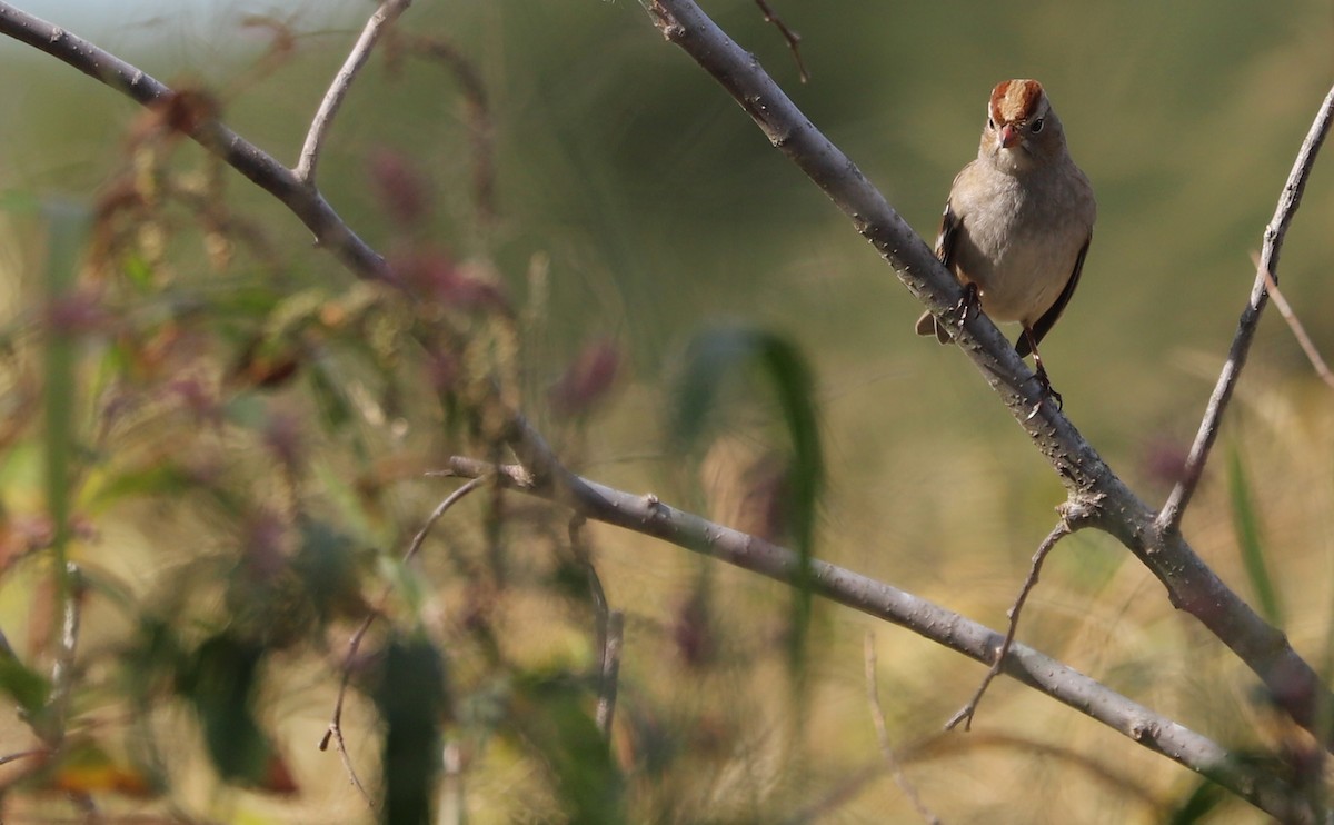 White-crowned Sparrow (Dark-lored) - ML644239591