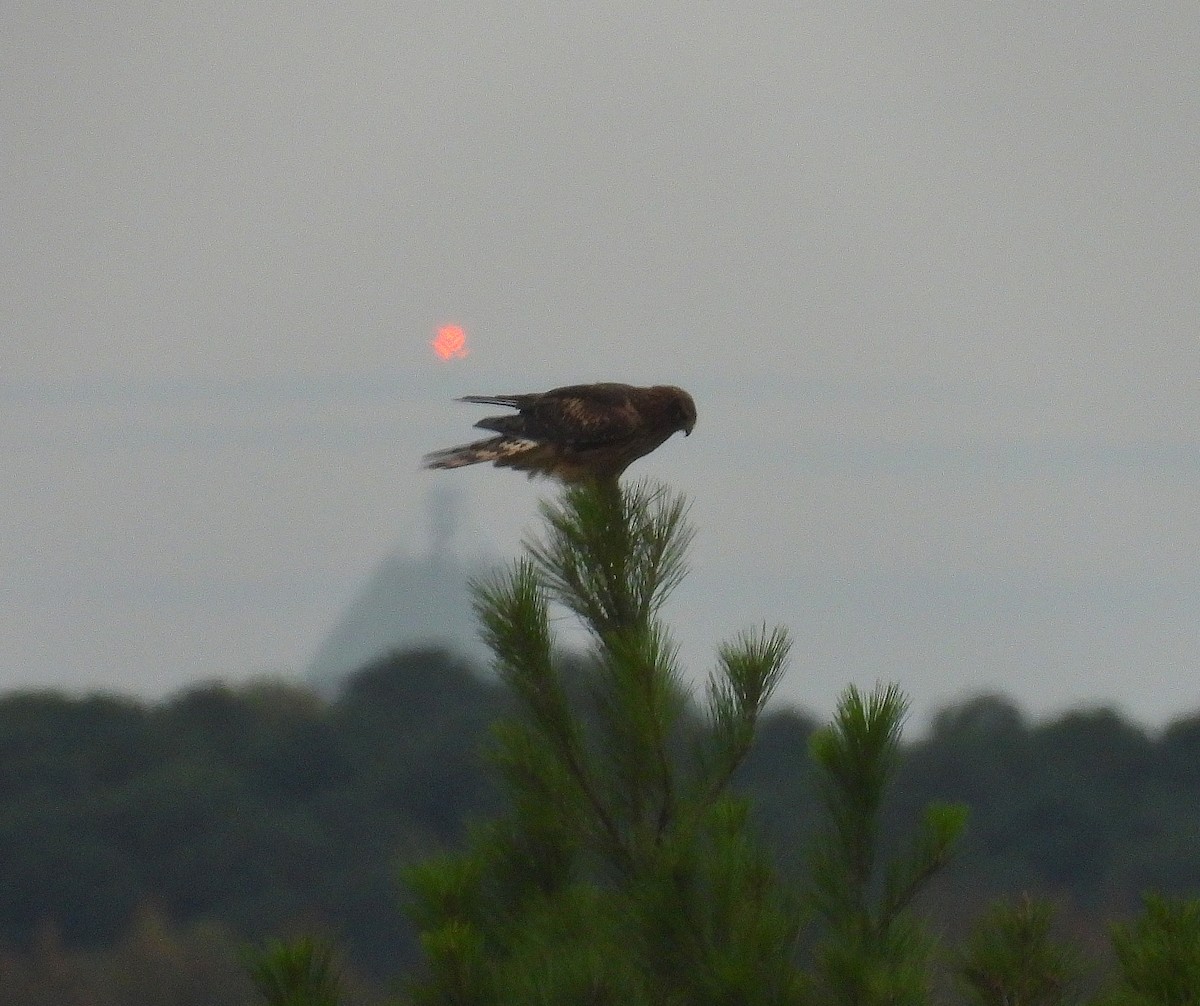 Northern Harrier - ML644239592
