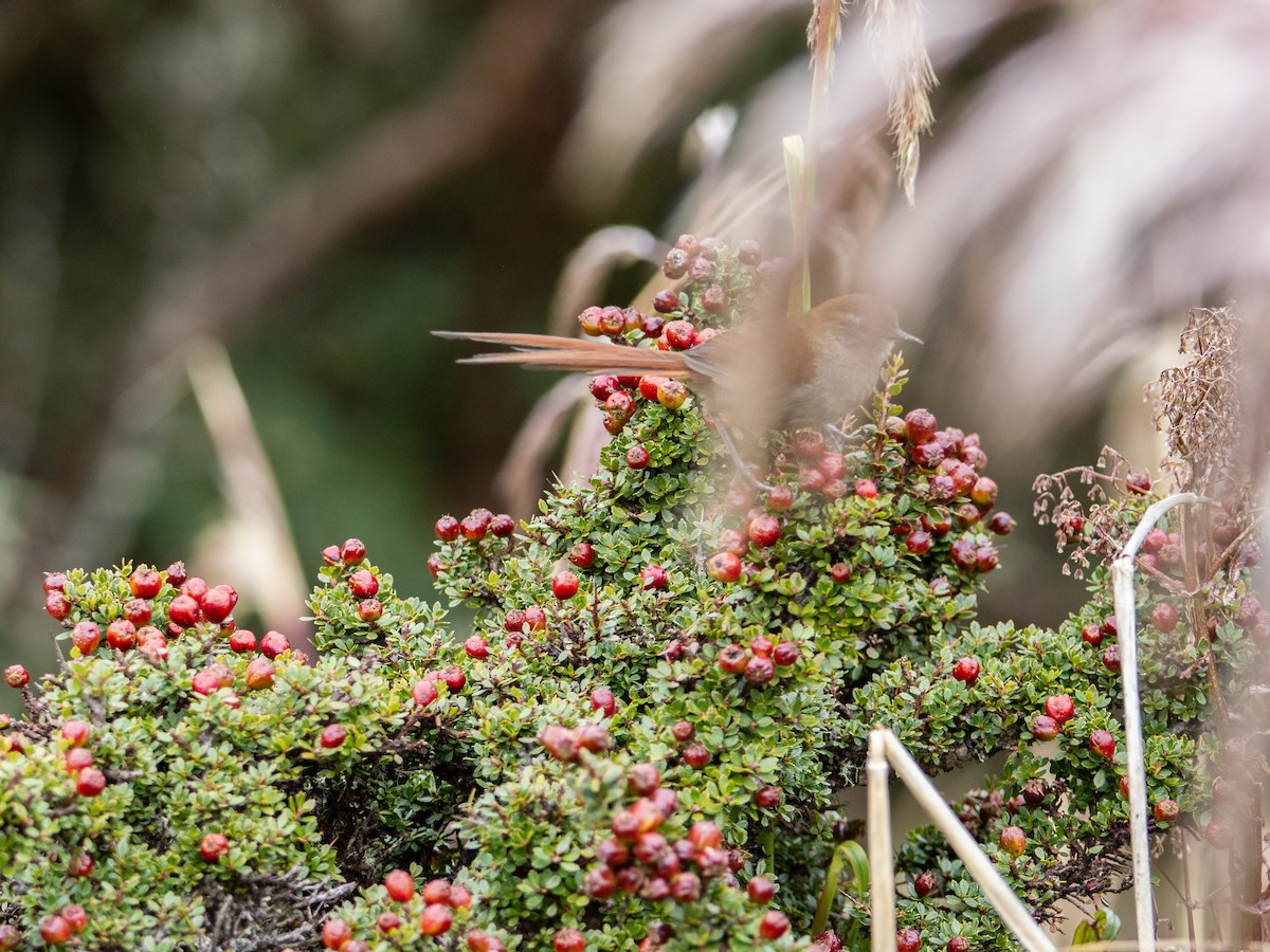 White-chinned Thistletail - ML644239594