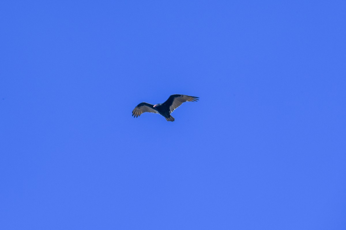 Turkey Vulture - ML644239595