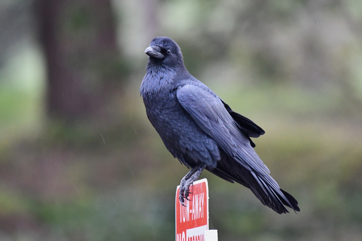 Grand Corbeau - ML644239596