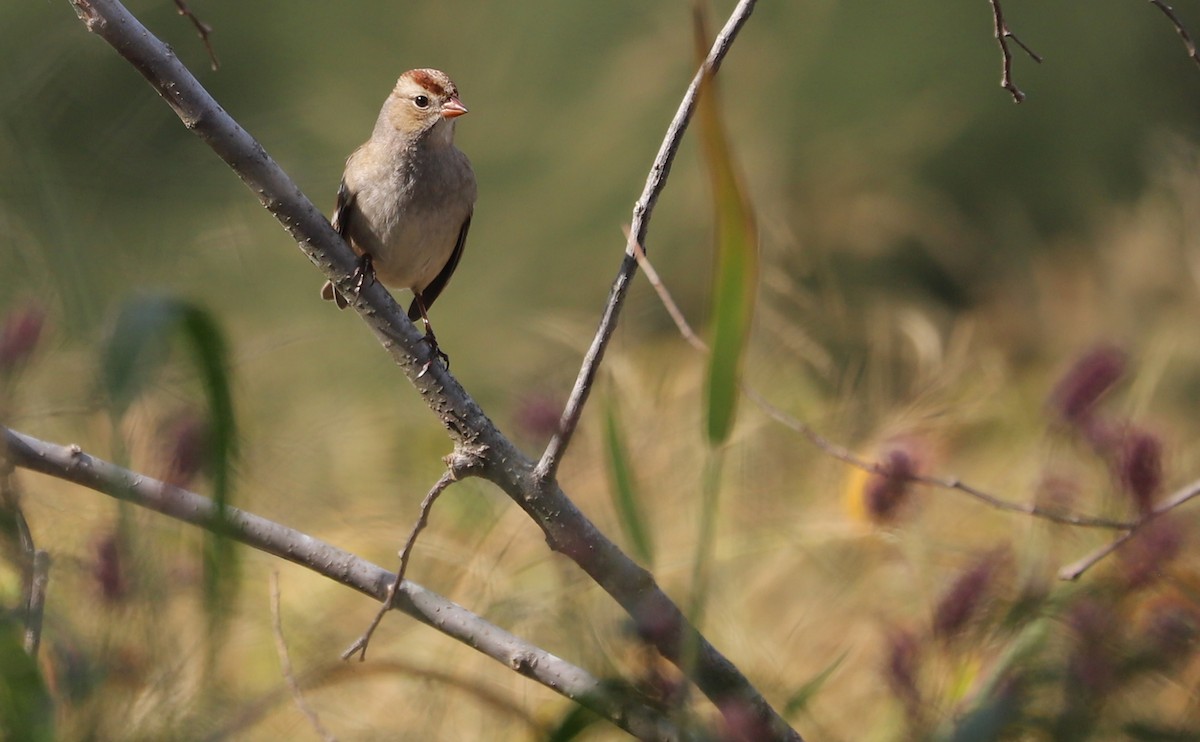 White-crowned Sparrow (Dark-lored) - ML644239599