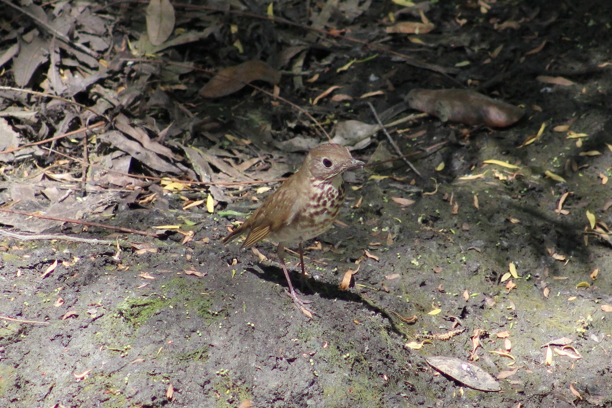 Grive à joues grises - ML644239602