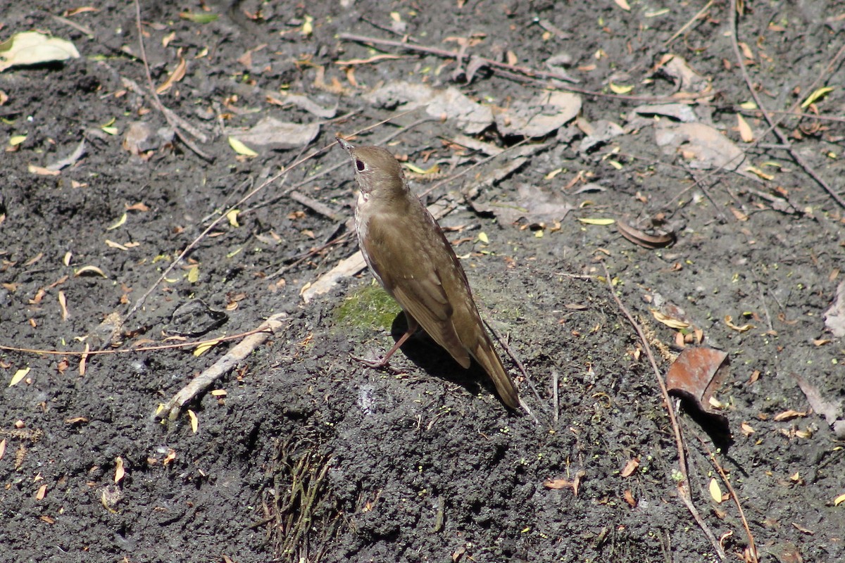 Grive à joues grises - ML644239609