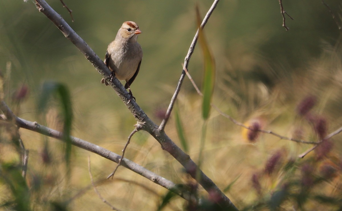 White-crowned Sparrow (Dark-lored) - ML644239611