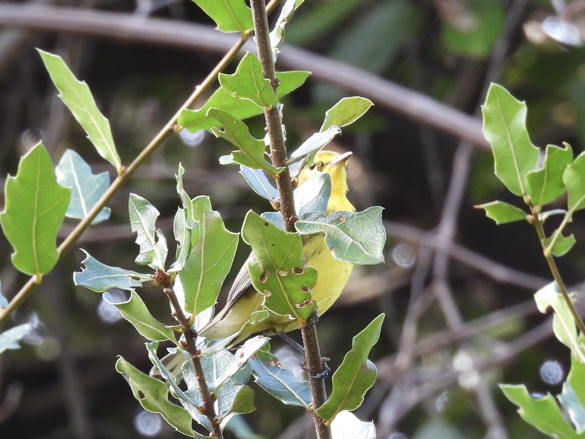 Prairie Warbler - ML644239619