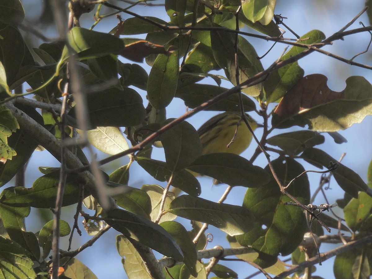 Prairie Warbler - ML644239620