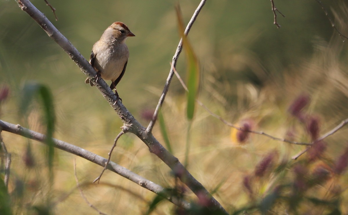 White-crowned Sparrow (Dark-lored) - ML644239622
