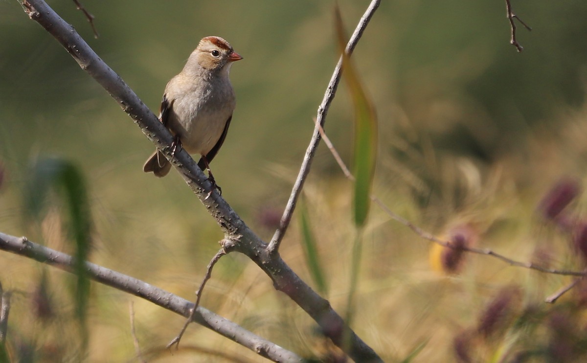 White-crowned Sparrow (Dark-lored) - ML644239627