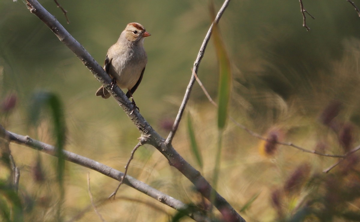 White-crowned Sparrow (Dark-lored) - ML644239630