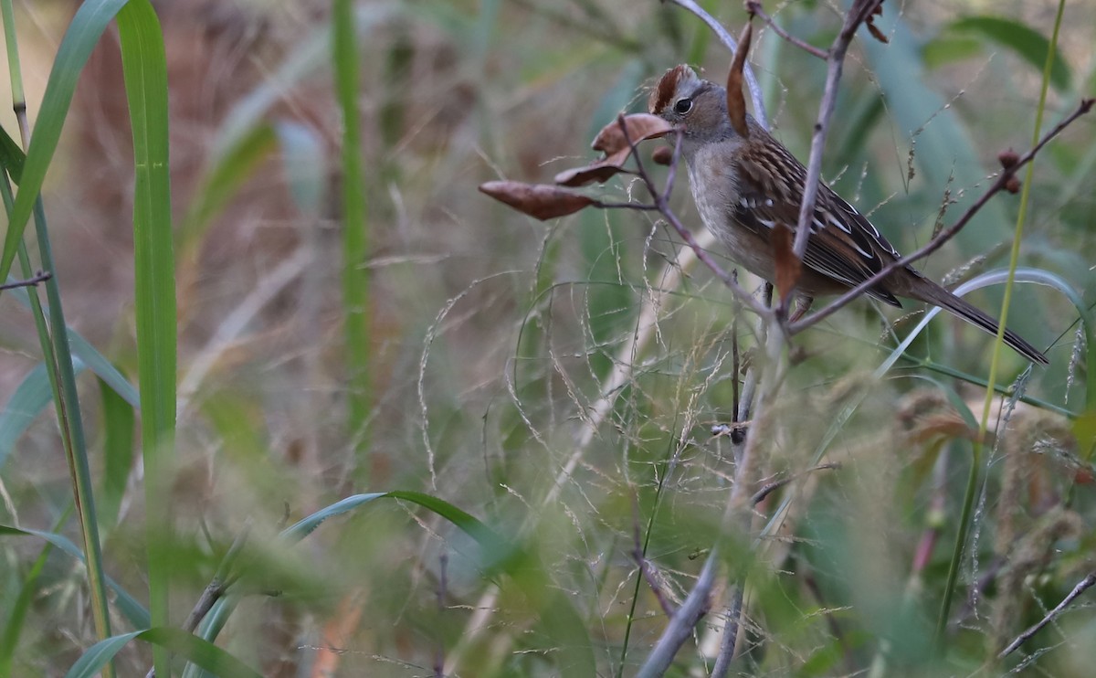 White-crowned Sparrow (Dark-lored) - ML644239634