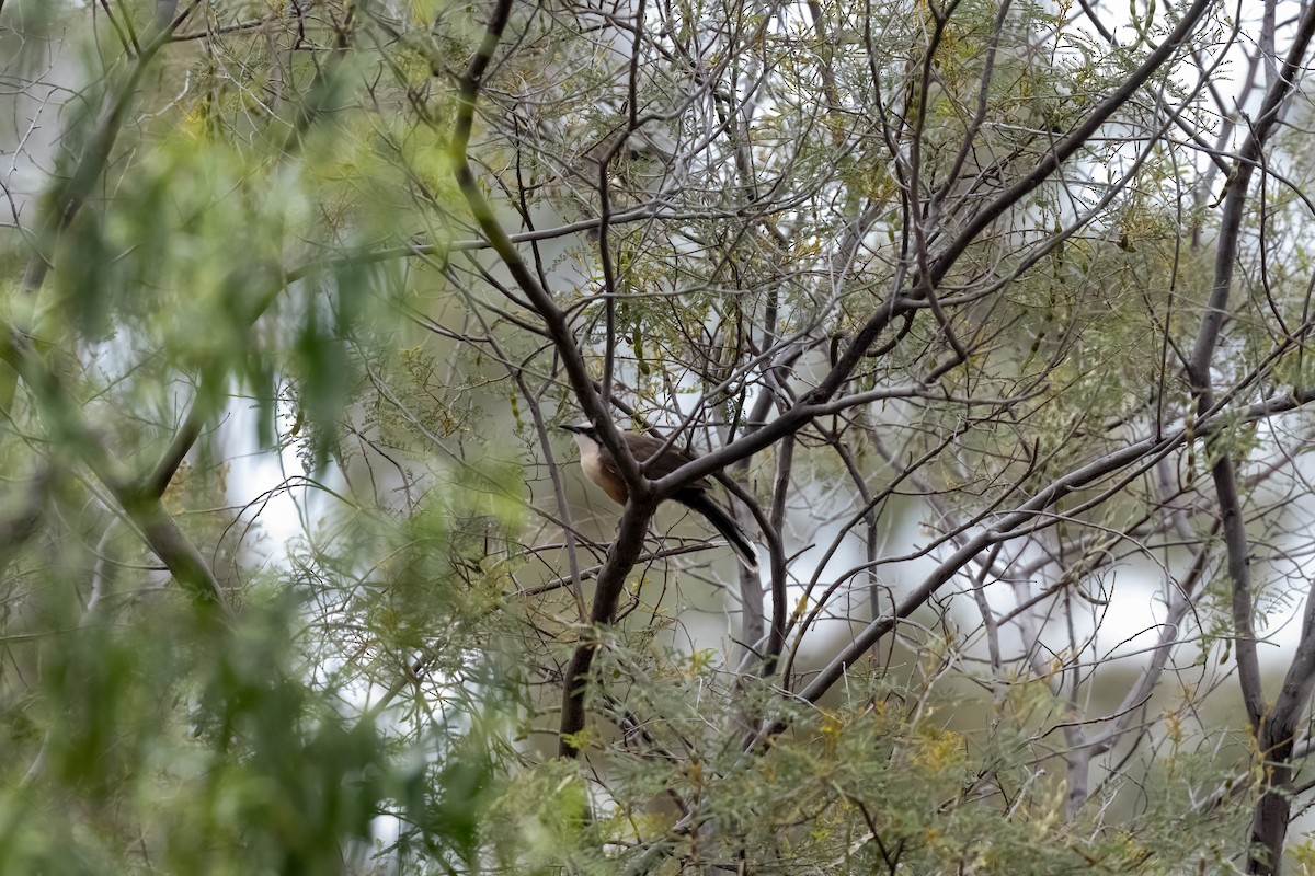 Grauscheitelsäbler - ML644239635