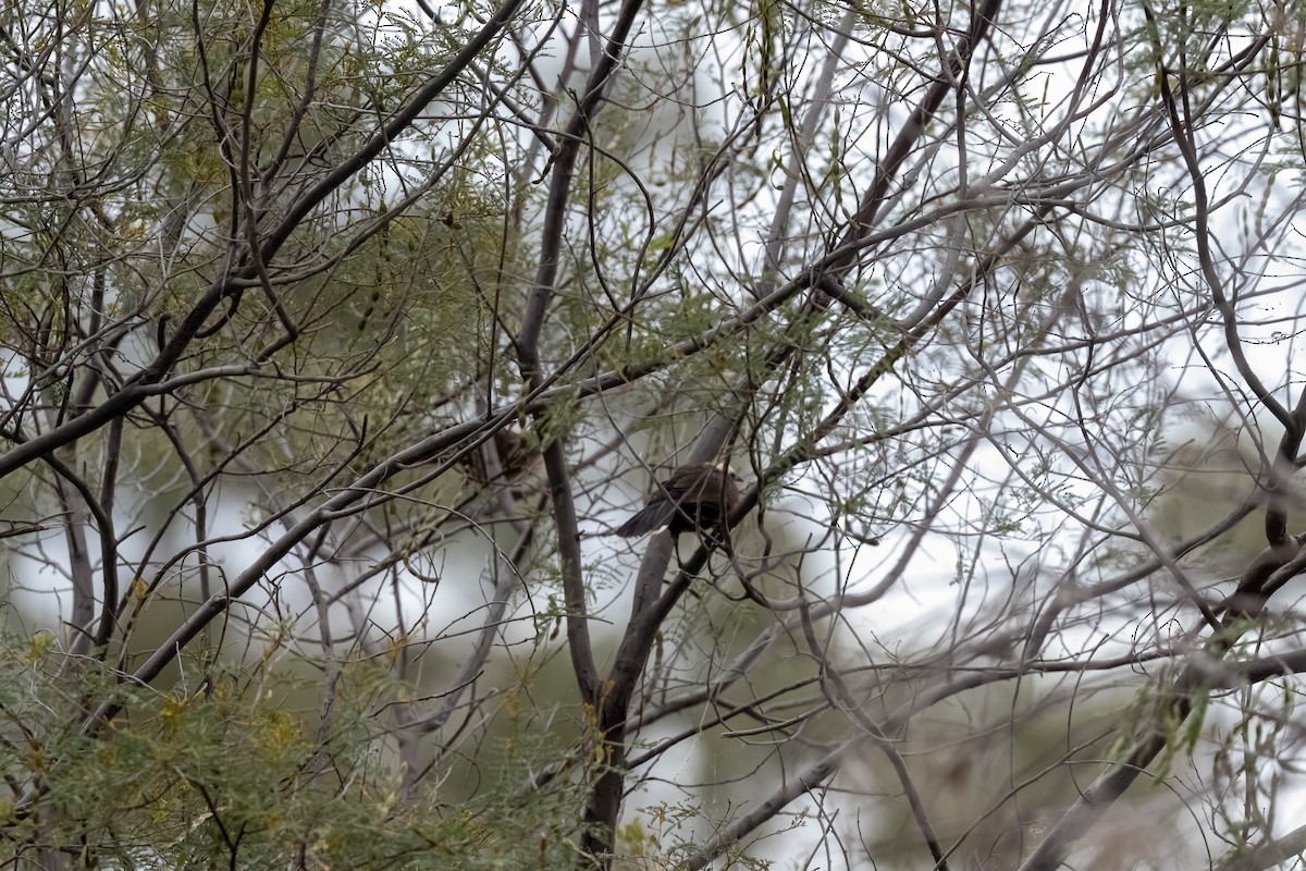 Grauscheitelsäbler - ML644239636