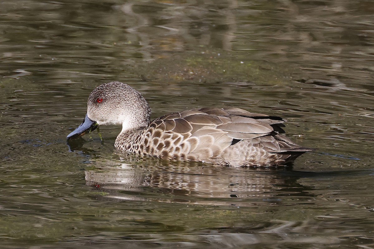 Zertzeta grisa - ML644239637