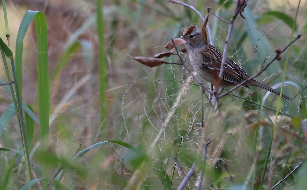 White-crowned Sparrow (Dark-lored) - ML644239640