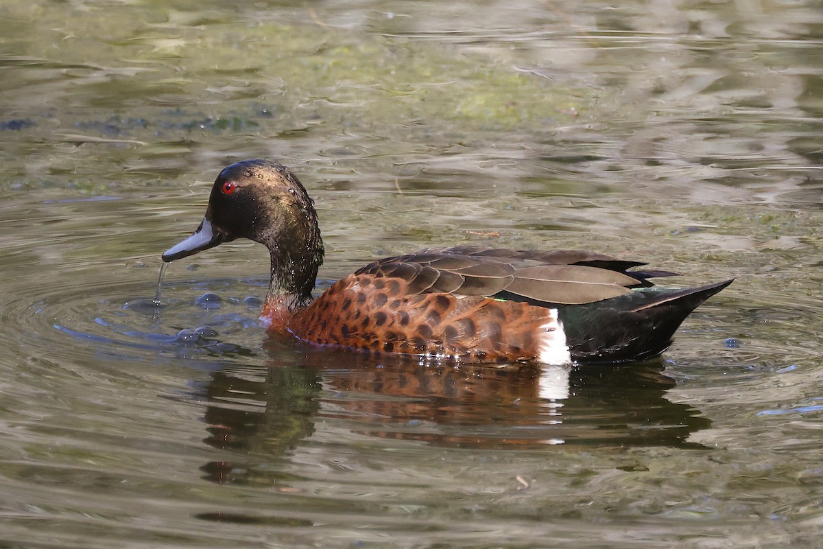 Chestnut Teal - ML644239648