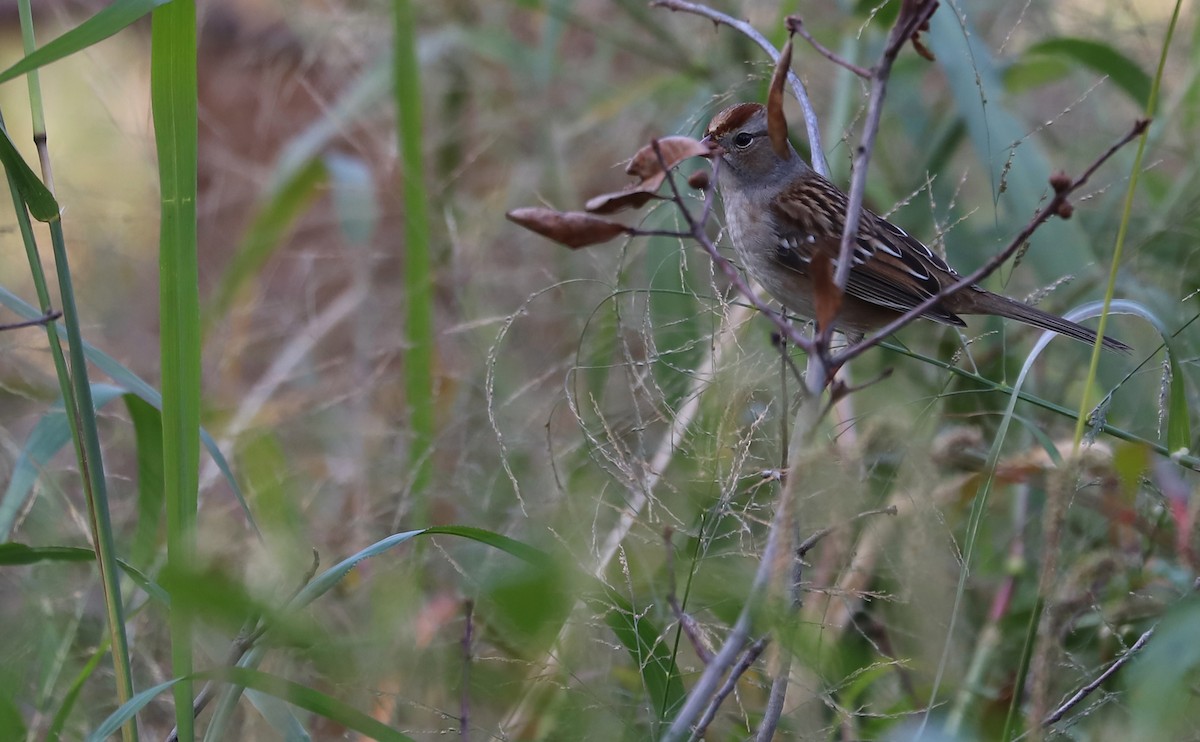 White-crowned Sparrow (Dark-lored) - ML644239653