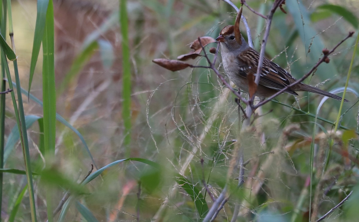 White-crowned Sparrow (Dark-lored) - ML644239663