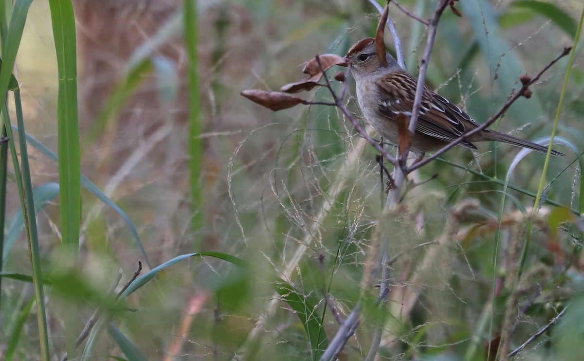 White-crowned Sparrow (Dark-lored) - ML644239669