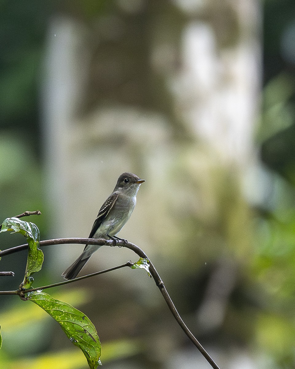 Eastern Wood-Pewee - ML644239670
