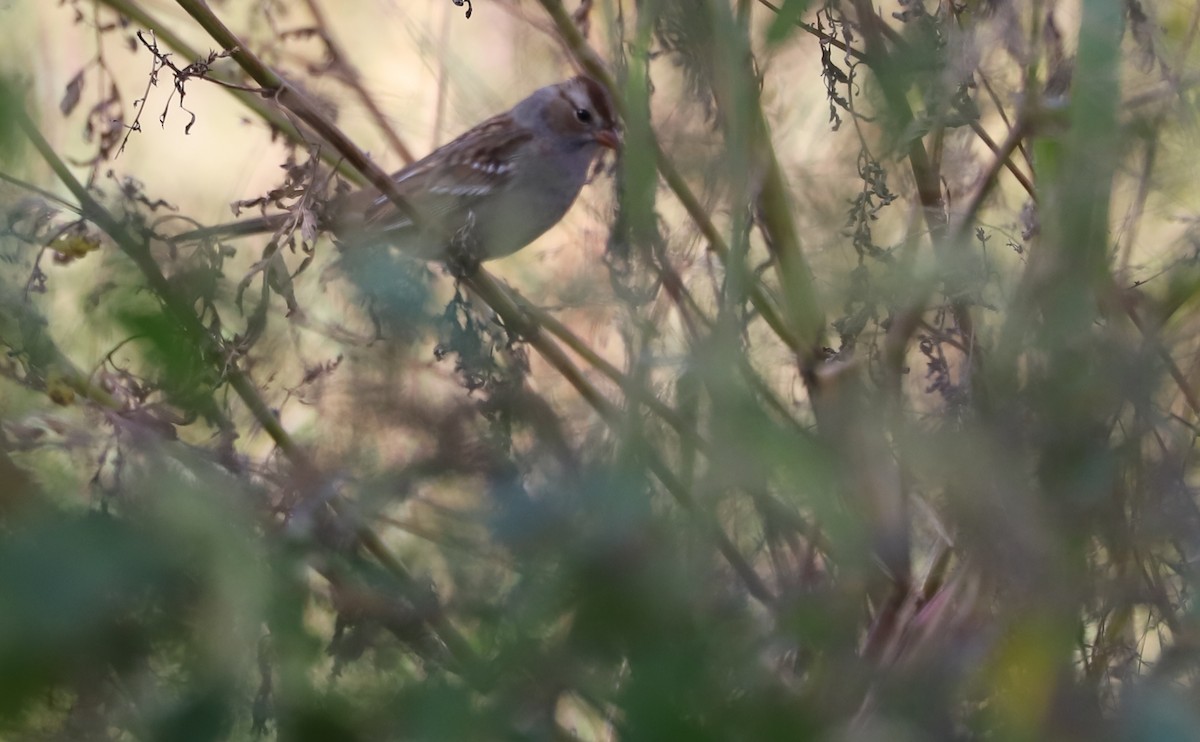 White-crowned Sparrow (Dark-lored) - ML644239674
