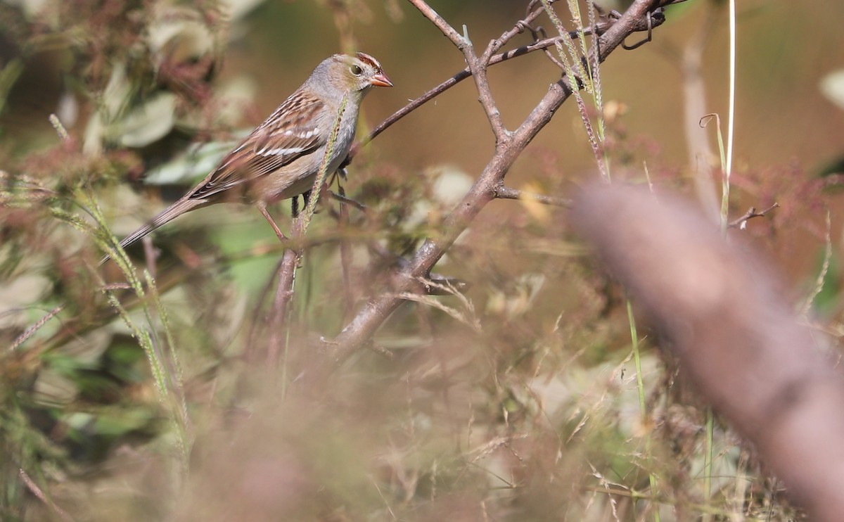 White-crowned Sparrow (Dark-lored) - ML644239682