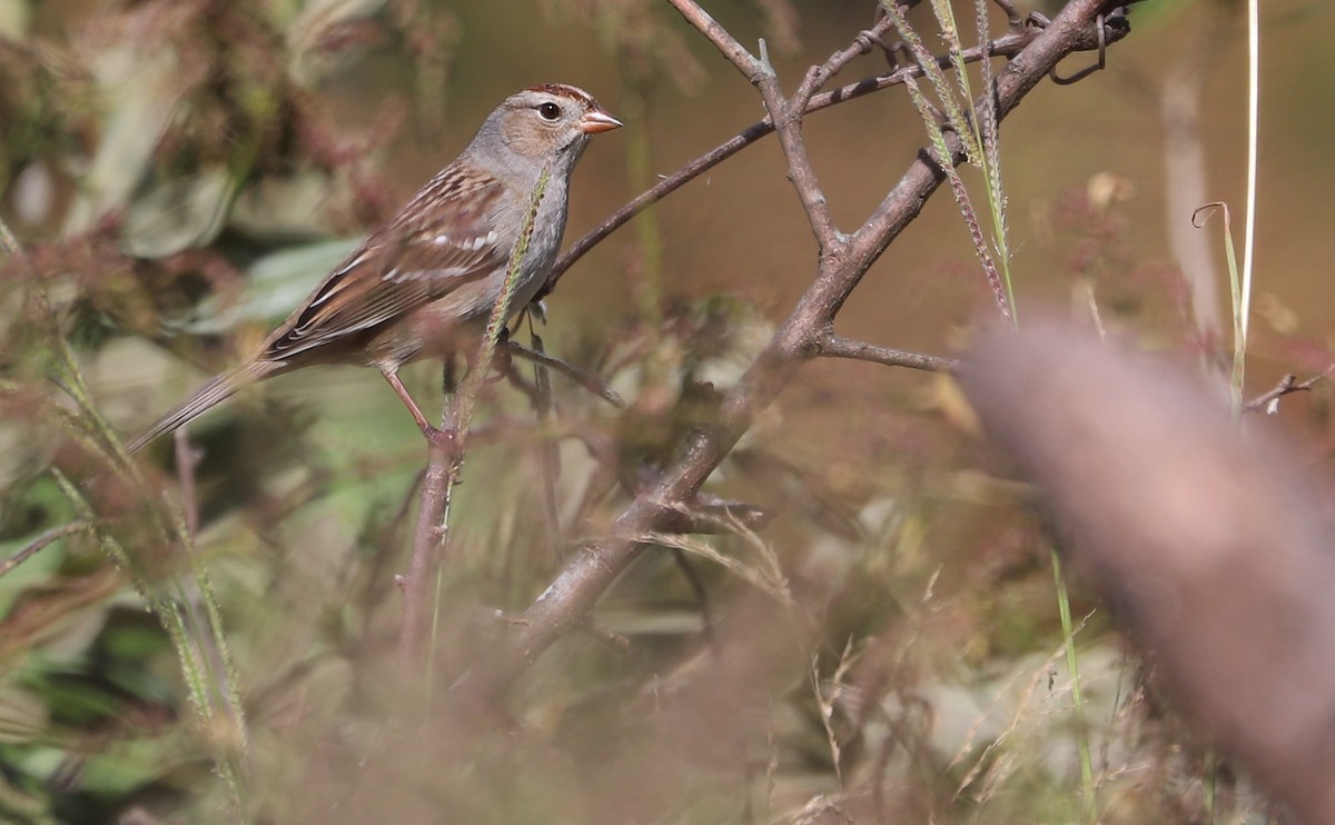 White-crowned Sparrow (Dark-lored) - ML644239684