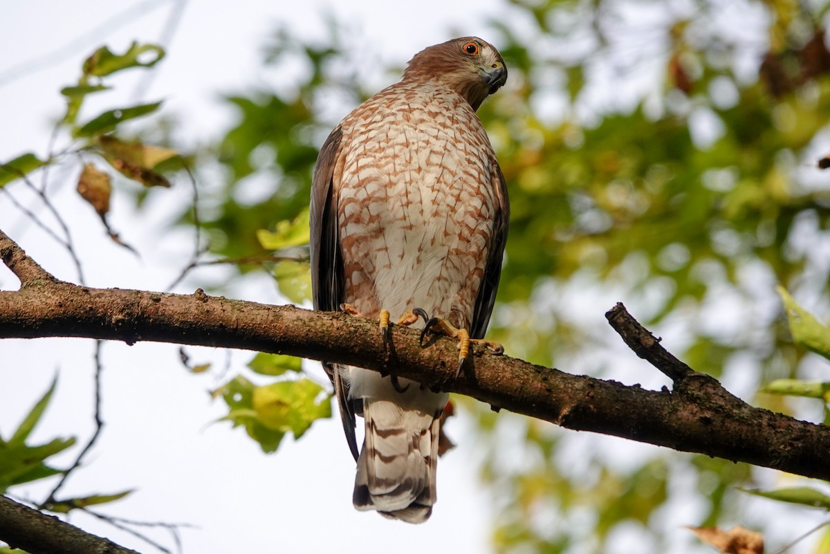 Cooper's Hawk - ML644239689