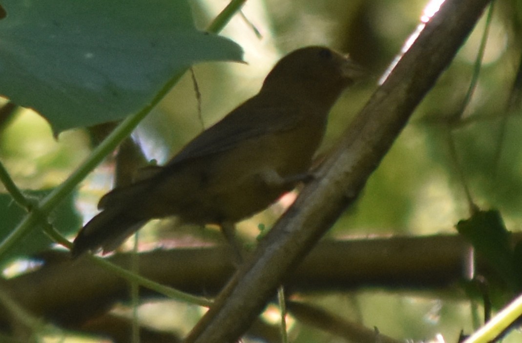 Blue Bunting - ML644239690