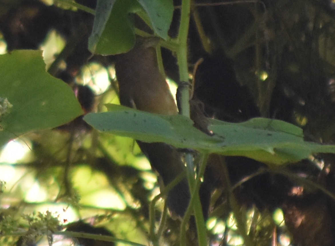 Blue Bunting - ML644239691