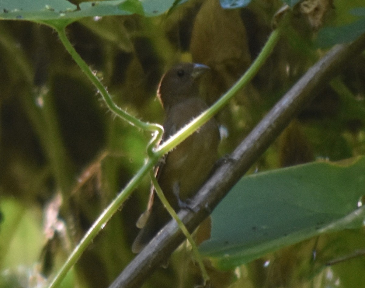 Blue Bunting - ML644239692