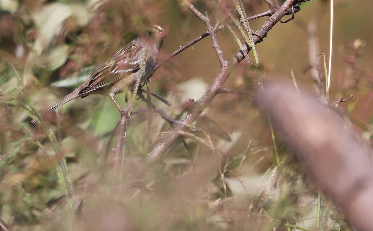 White-crowned Sparrow (Dark-lored) - ML644239693