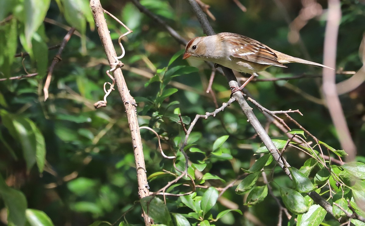 White-crowned Sparrow (Dark-lored) - ML644239696