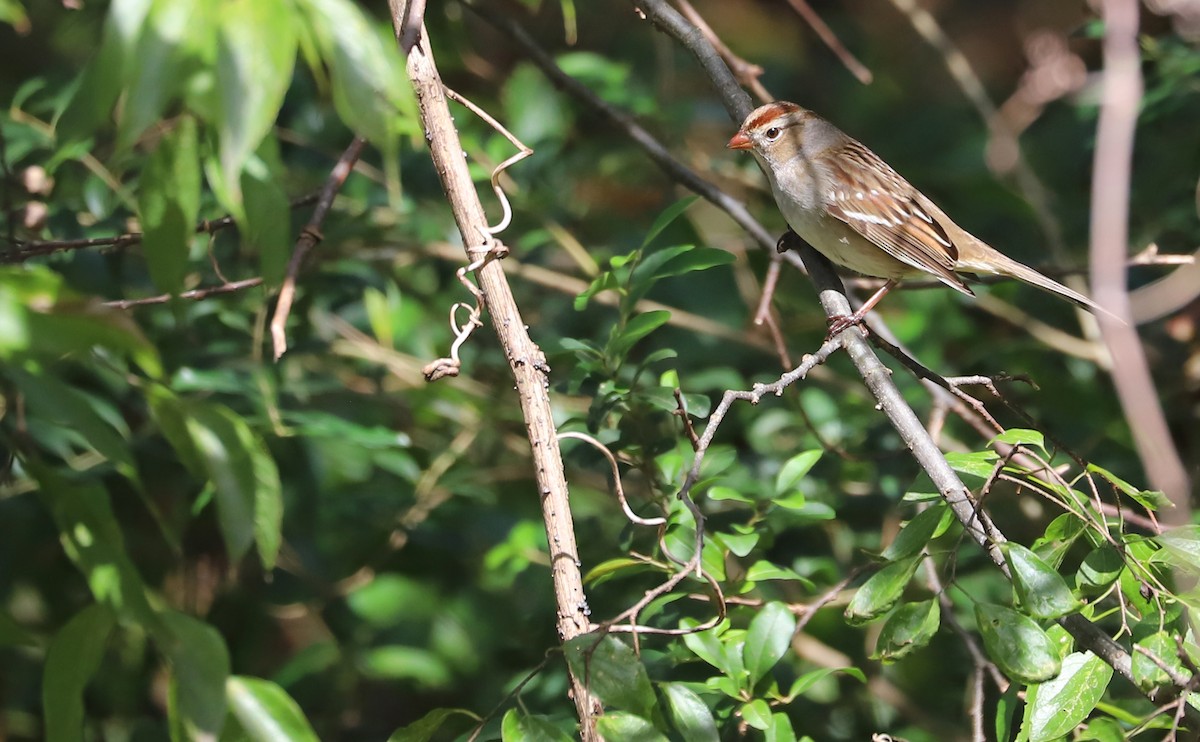 White-crowned Sparrow (Dark-lored) - ML644239705