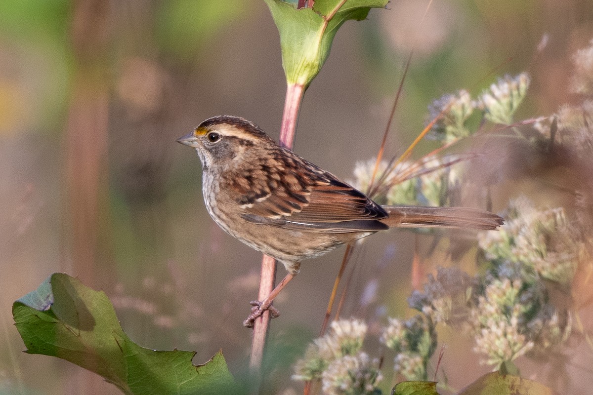 White-throated Sparrow - ML644239708