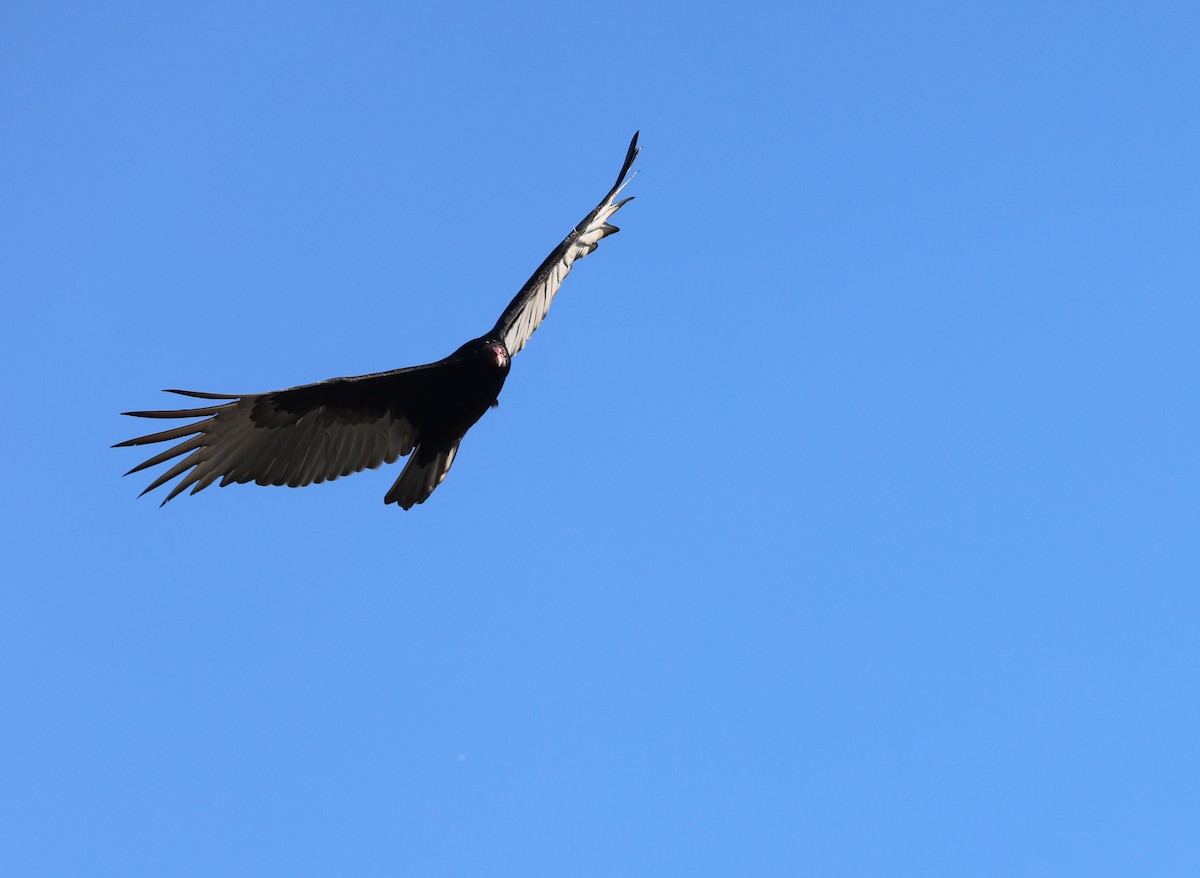 Turkey Vulture - ML644239710