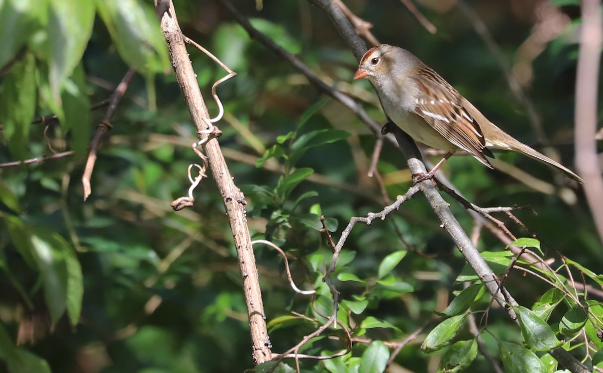 White-crowned Sparrow (Dark-lored) - ML644239712