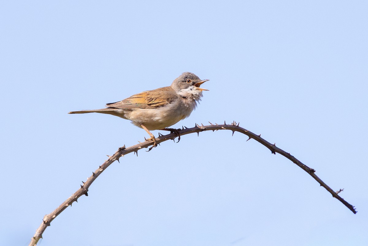 Sterpazzola - ML644239719