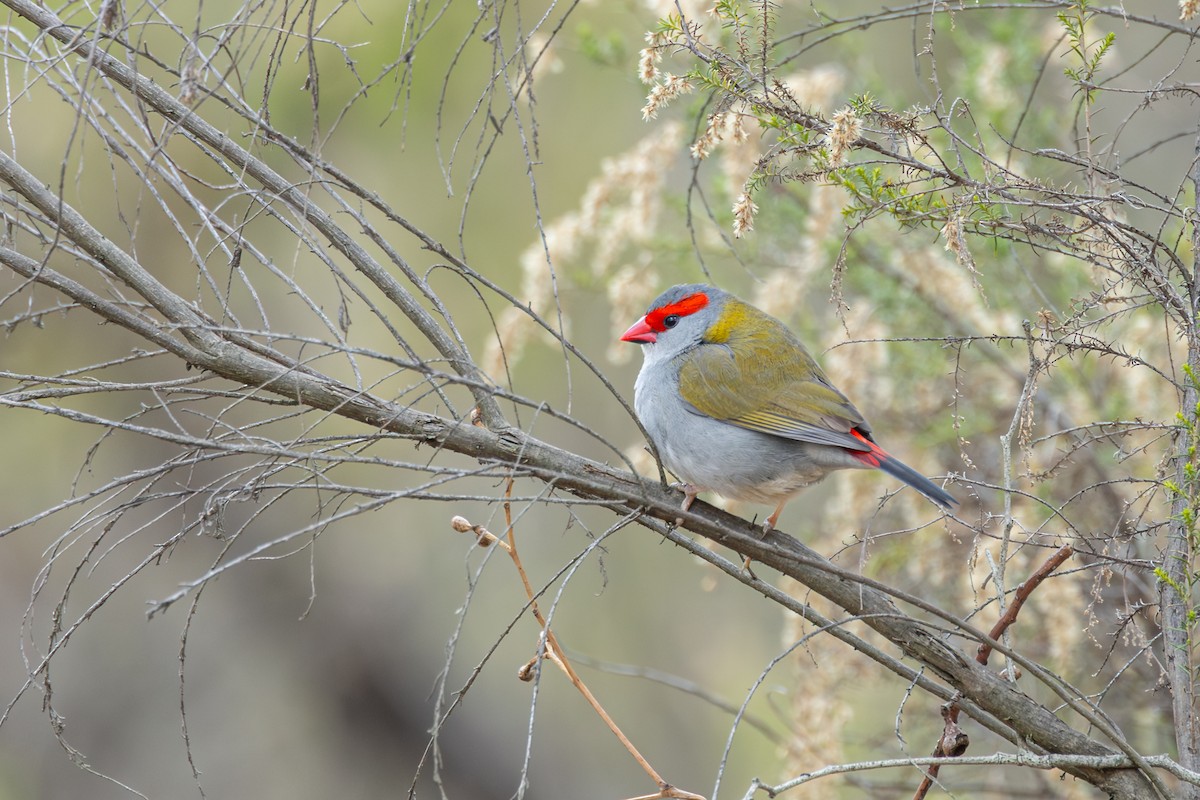 Al Kaşlı Belikınalı - ML644239727