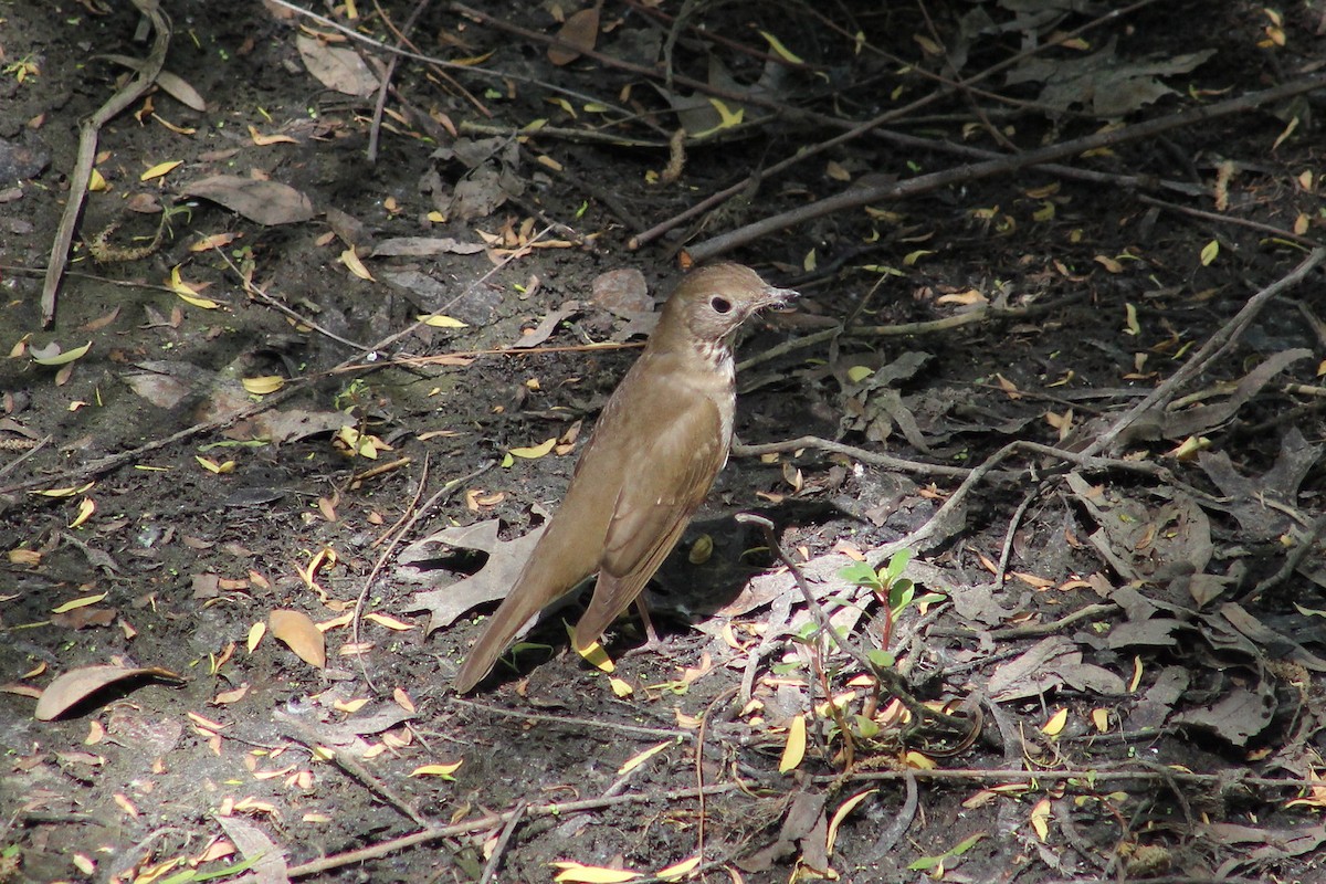 Grive à joues grises - ML644239740