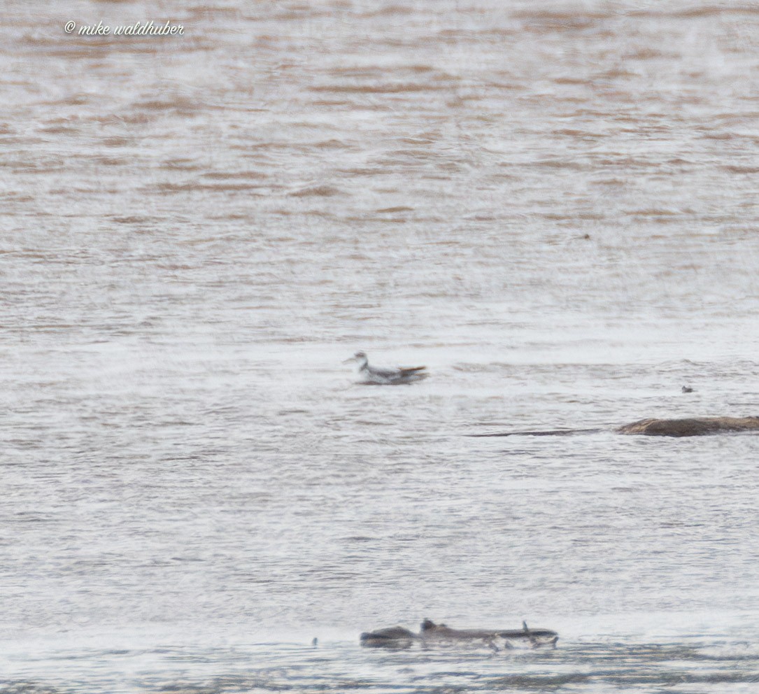 Phalarope à bec large - ML644239751