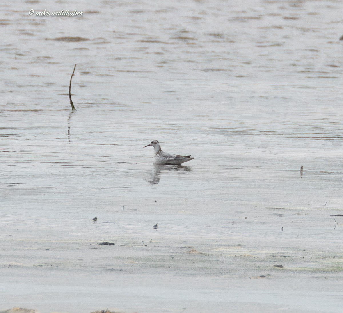 Phalarope à bec large - ML644239752