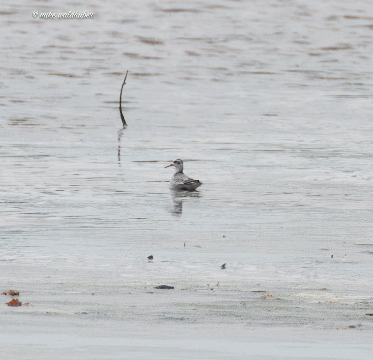 Phalarope à bec large - ML644239753
