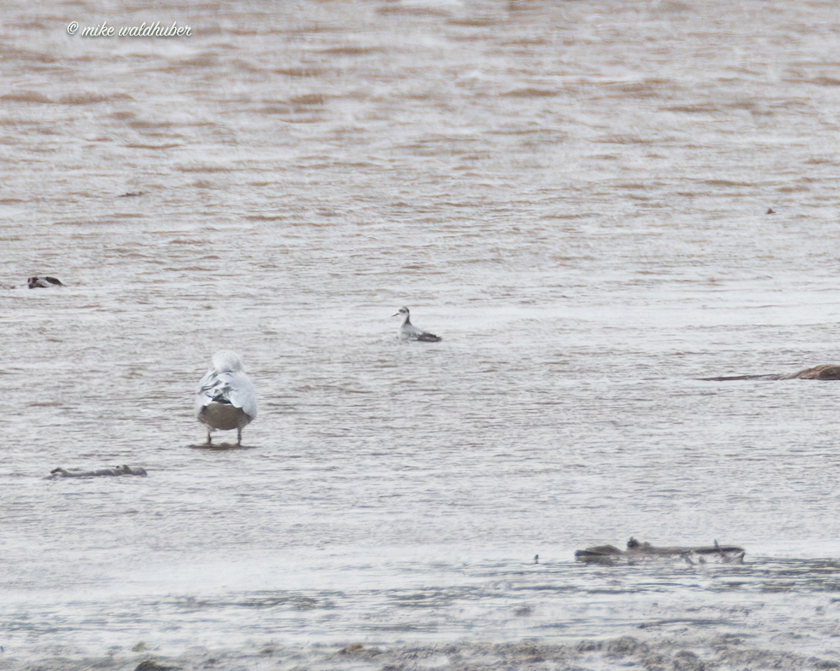 Phalarope à bec large - ML644239754