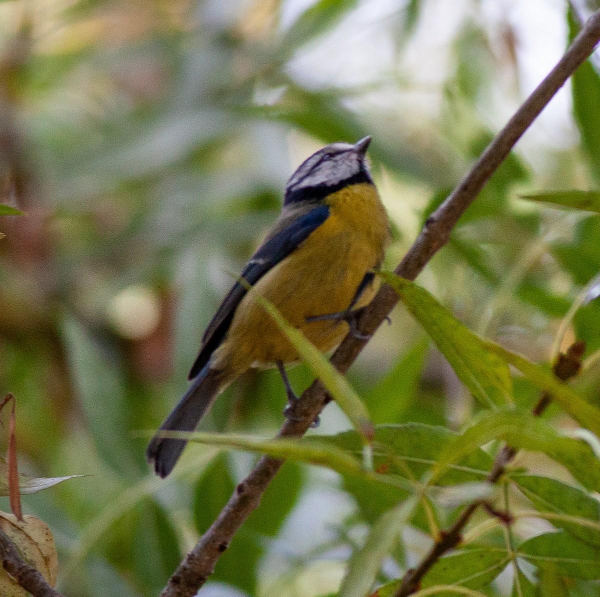 Eurasian Blue Tit - ML644239772